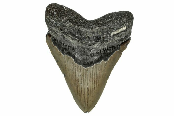 Serrated, Fossil Megalodon Tooth - North Carolina #349377